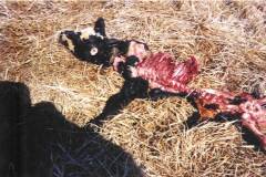 UnExplained Phenomena