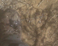 raptor or dino prints at skinwalker ranch?