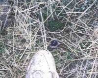 eyeball from cattle mutilation at skinwalker ranch