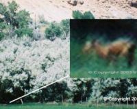 kangaroo like creature at skinwalker?