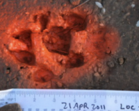 large canine footprint