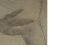 Raptor like footprints taken on skinwalker ridge